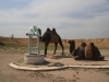 Samarkand 049 1664